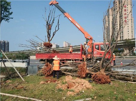 园林绿化公司加大对苗木养护安全监管工作